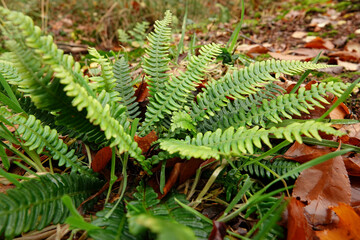 Closeup on a fresh looking evergreen European hard fern, Blechnum spicant