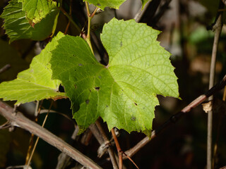 Bright Green Grape Leaf Texture on Vine Close-up