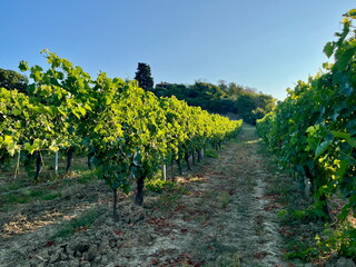 Fototapeta premium Grape plantations in Tuscany. Near towns Cetona and Piazze. View of the Tuscan mountains. Blue sky