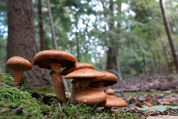 Closeup on an aggregation of emerging redbrown laughing gym or spectacular rustgill mushroom, Gymnopilus junonius
