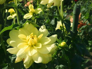 黄色いダリアの花