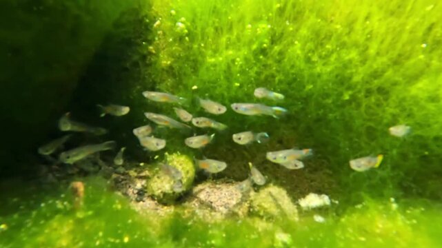 Small fish swim gently around flowing green algae in a crystal clear river. Atmospheric underwater scene conveys purity and natural beauty.