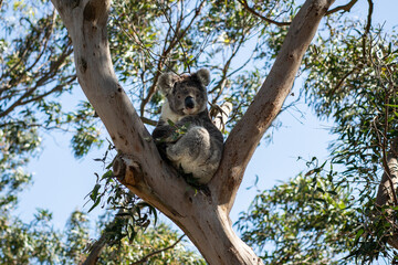 Koala sitting tree eating leaves cute nose