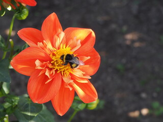 オレンジ色のダリアの花とマルハナバチ