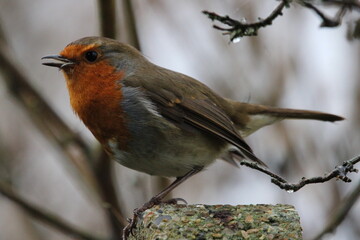 robin red breast 