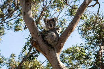 Koala sitting tree eating leaves cute nose