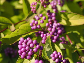 コムラサキの実