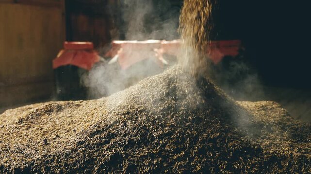 Steaming Malted Grain Pile in Brewery Workshop During Beer Fermentation Process