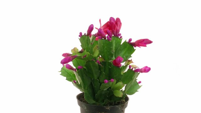 Time lapse of growing and blooming red Christmas cactus