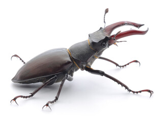 Male stag beetle Lucanus cervus isolated on white background