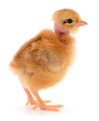 Obraz premium Naked Neck chick isolated on white background