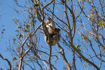 Koala sitting tree eating leaves cute nose