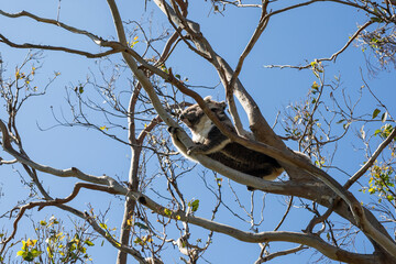 Koala sitting tree eating leaves cute nose