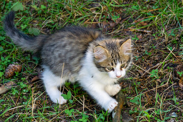 A small gray kitten with a white chest and paws plays with a branch in the grass.