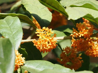 可愛らしい金木製の花