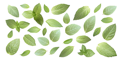 Collection of assorted fresh green leaves