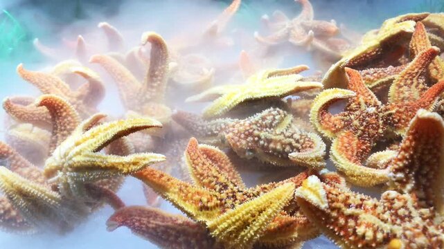 Fresh Starfish Seafood Display for Specialty Restaurant Catering and Gourmet Buffet Meals