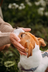 A man pets a dog 7267.