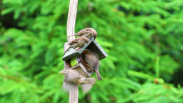 A number of House Sparrows, Passer domesticus, threaten each other and quarrel over a spot near the jar of bird peanut butter, fluttering motionlessly in the air