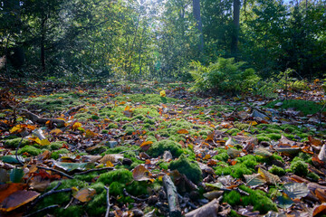 forest floor with moss, autumn leaves, twigs, trees and shrubs and backlight