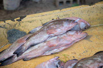 El Cuyo, Mexico; November 1, 2025: Local fresh fish restaurant in El Cuyo, a fishing village in the Yucatan region of Mexico.