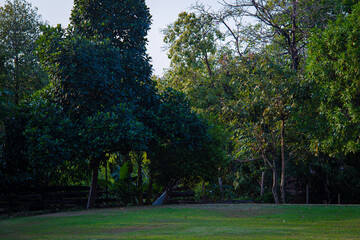 Obraz premium Tree forest plantation in city public park