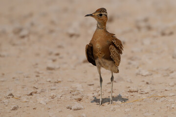 Temminck's courser Cursorius temminckii bird in Glareolidae, wader which lives in sub-Saharan Africa, desert bird standing on the ground in the African savannah