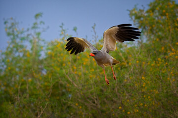 Pale chanting goshawk Melierax canorus, grey bird of prey in Accipitridae, breeds in southern Africa in dry open semi-desert, raptor in flight in Namibia