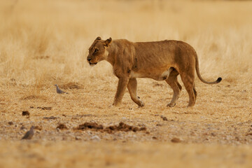 Lion - Panthera leo king of the animals, the biggest african cat walk in savannah and desert, hunting hunter in yellow savanna background, close up portrait of the majestic cat
