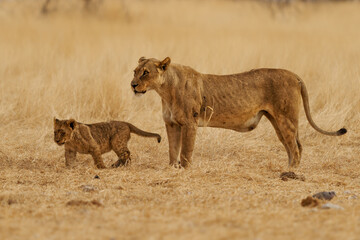 Lion - Panthera leo king of the animals, the biggest african cat walk in savannah and desert, hunting hunter in yellow savanna background, Lioness with cub