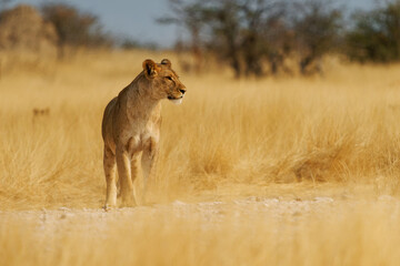 Lion - Panthera leo king of the animals, the biggest african cat walk in savannah and desert, hunting hunter in yellow savanna background, close up portrait of the majestic cat