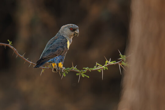 Ruppell's parrot Poicephalus rueppellii or Rueppell's parrot, grey bird with yellow feathers endemic to southwestern Africa in savanna where there are trees or in dry woodland