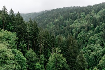 Obraz premium Verdant, dense forest on steep slopes under a hazy, overcast sky