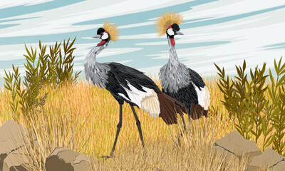 A pair of black-crowned cranes walk through the tall, dry grass of a meadow. Wild bird of Africa. Realistic vector animal.