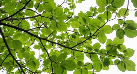Sunlight filters through vibrant green leaves on tree branches against a bright sky