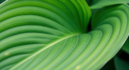 Close up of a vibrant green leaf showcasing its intricate texture and natural beauty