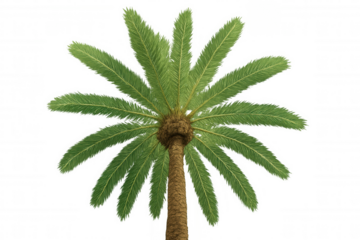 Sago palm tree with green fronds on transparent background, symbolizing tropical landscaping and nature