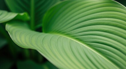 Close up of a vibrant green leaf showcasing its intricate veins and smooth texture