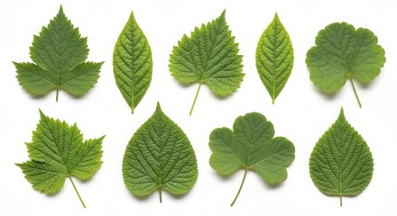 Collection of various green leaves isolated on a white background for botanical study