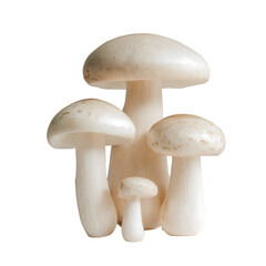 mushrooms isolated on white