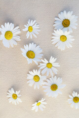 Beautiful background with fresh daisy flowers (chamomile)