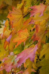 Bl&auml;tter eines Ahorns in Herbstf&auml;rbung