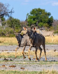 Two large antelope with spiraled horns run across a dry, dusty landscape