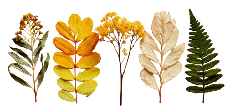 Dried botanical specimens in various colors