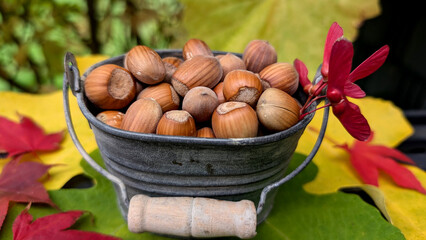 Hazelnuts in metal bucket on colorful fall leaves. 