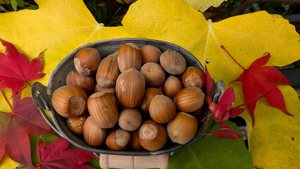 Hazelnuts in metal bucket on colorful fall leaves. 