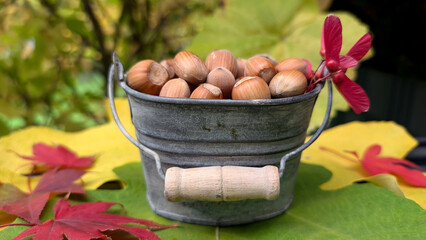 Hazelnuts in metal bucket on colorful fall leaves. 