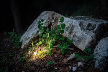 Obraz premium Sprouts grow near rocks, sunlight dappling dark woodland floor