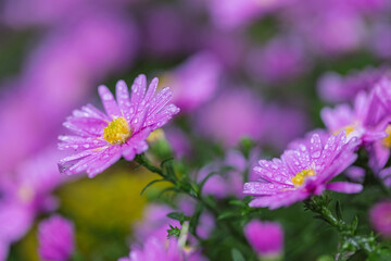 Purple asters glisten with delicate droplets after a gentle rain, a serene natural tableau. Floral beauty in focus.