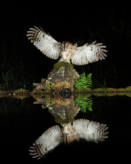 Tawny Owl Reflection